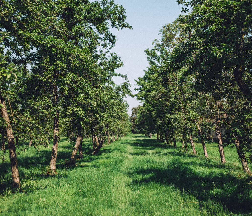 Road trip gourmand au coeur du Pays d’Auge