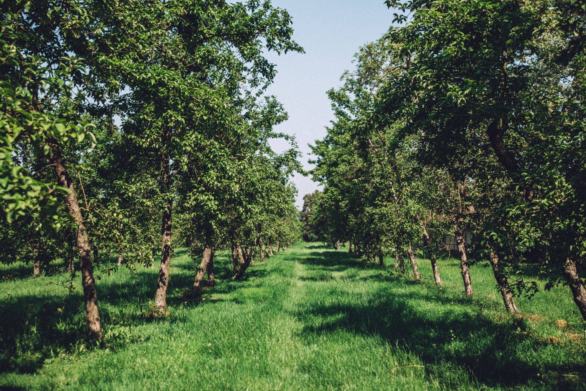 Road trip gourmand au coeur du Pays d’Auge